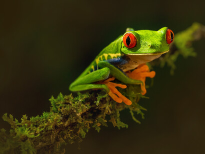 Biodiversity: the government ensures that Costa Rica’s tourist attractions are centered on respecting and appreciating the environment