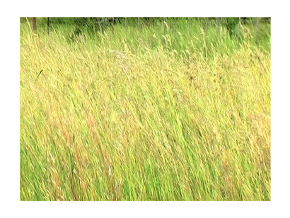 Dineo Seshee Bopape, Video still from Grass Green, 2008, SD digital video, sound. Duration: 6 minutes 52 seconds. Photo credit: © Dineo Seshee Bopape. Courtesy of STEVENSON Cape Town, Johannesburg