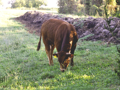 Para Raffaella Pergamo, investigadora del CREA (Centro de Políticas y Bioeconomía), «la transición agrícola que nos espera va hacia una economía generativa y circular