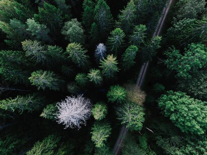 La sylvothérapie consiste à serrer un arbre dans ses bras