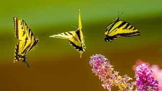 El vuelo de una mariposa