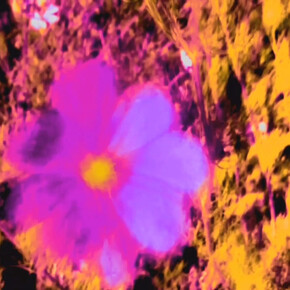 Kristin Oppenheim, Golden Dragon, 2015, Film, 54 sec (looped), Courtesy of greengrassi, London