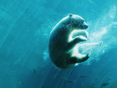 Gli orsi, specie  a rischio