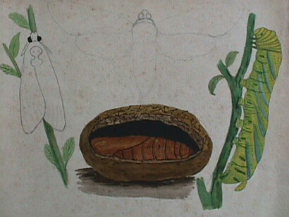 Dibujo inédito incompleto al creyón hecho por Théophile Raymond. Representa la metamorfosis de la especie «Manduca rustica». En el contorno de la polilla en reposo (izquierda) se observa el esbozo de una “calavera.” Aunque la famosa “Esfinge de la calavera”, «Acherontia atropos» es propia del Viejo Mundo, la «Manduca sexta» es la “Esfinge de la calavera suramericana”