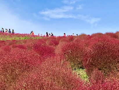 Hitachi Seaside Park in Ibaraki prefecture © Alma Reyes
