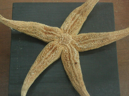 Zoología Invertebrados. Courtesy of Museo de La Plata