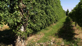 L'Asprinio e il suo territorio. I vigneti di Asprinio sono un museo naturale a cielo aperto, un paesaggio naturale unico, che permette di ottenere un vino, “allegro, leggero, brioso” e uno spumante elegante, eccezionalmente buono, molto ricercato per la sua naturale freschezza (Veronelli), riconducibile soltanto a questa terra: l’agro aversano, a cavallo delle province di Terra di Lavoro e Napoli