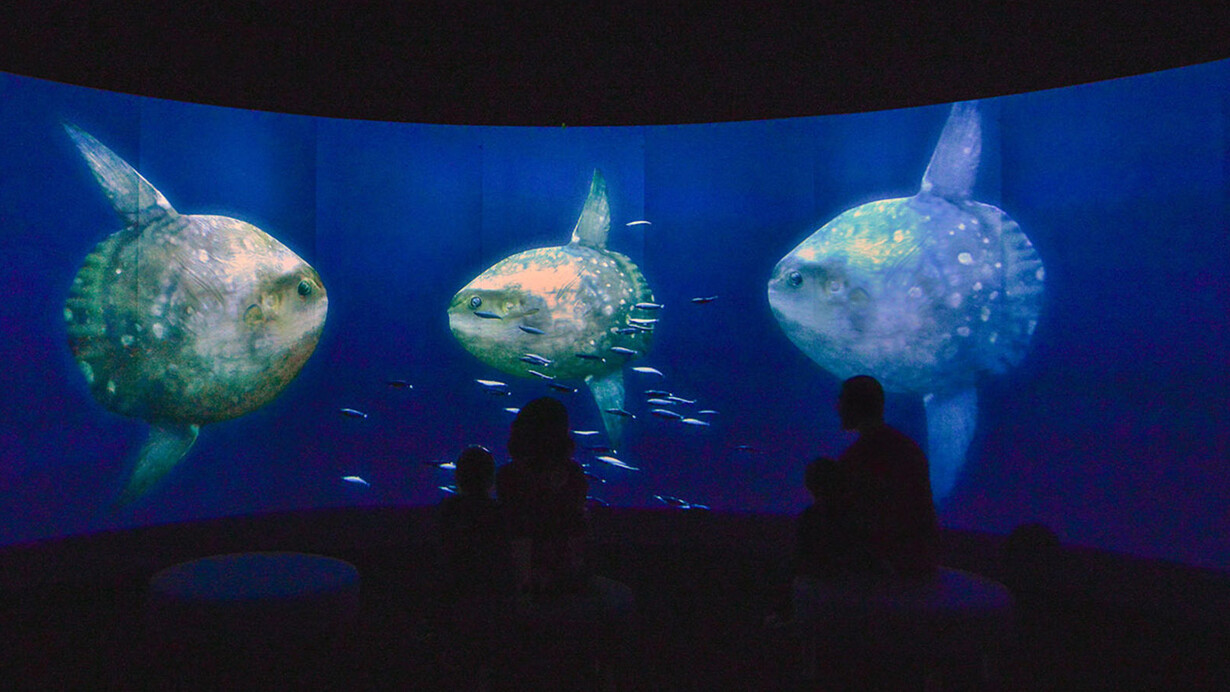 Unseen Oceans. Courtesy of American Museum of Natural History