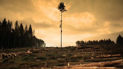 Amidst the fallen trees, one solitary tree stands tall, a symbol of resilience and strength