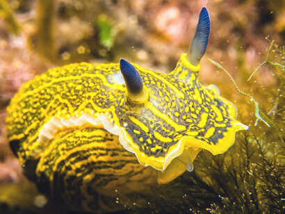A mesmerizing sea slug displaying a kaleidoscope of vibrant colors as it gracefully crawls across the ocean floor