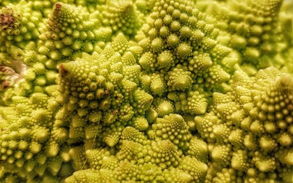 Essa sequência pode ser observada na natureza em diversos casos e está diretamente relacionada à proporção áurea. A lógica é fácil de entender: qualquer número dentro da sequência é o resultado da soma dos dois anteriores. Assim, temos 1, 1, 2, 3, 5, 8, 13, 21, 34... e assim por diante. É uma progressão infinita, mas com uma estrutura interna surpreendentemente harmoniosa