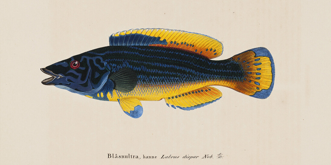 Wilhelm von Wright: Cuckoo-Wrasse, Male, 1836–1857. Finnish National Gallery / Ateneum Art Museum. Photo: Finnish National Gallery / Ainur Nasretdin