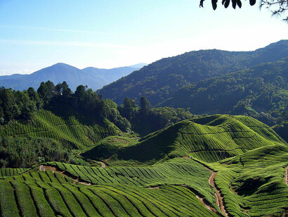 Tea fields