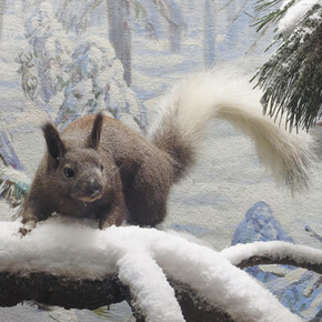Bernard Family Hall of North American Mammals. Courtesy of American Museum of Natural History