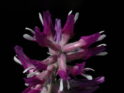 Astragalus is claimed to slow down the effect of aging as well as helping with heart disease and cancer