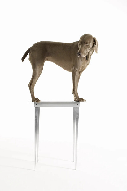 William Wegman, Stilts, 2007. Courtesy of Lisa Sette Gallery