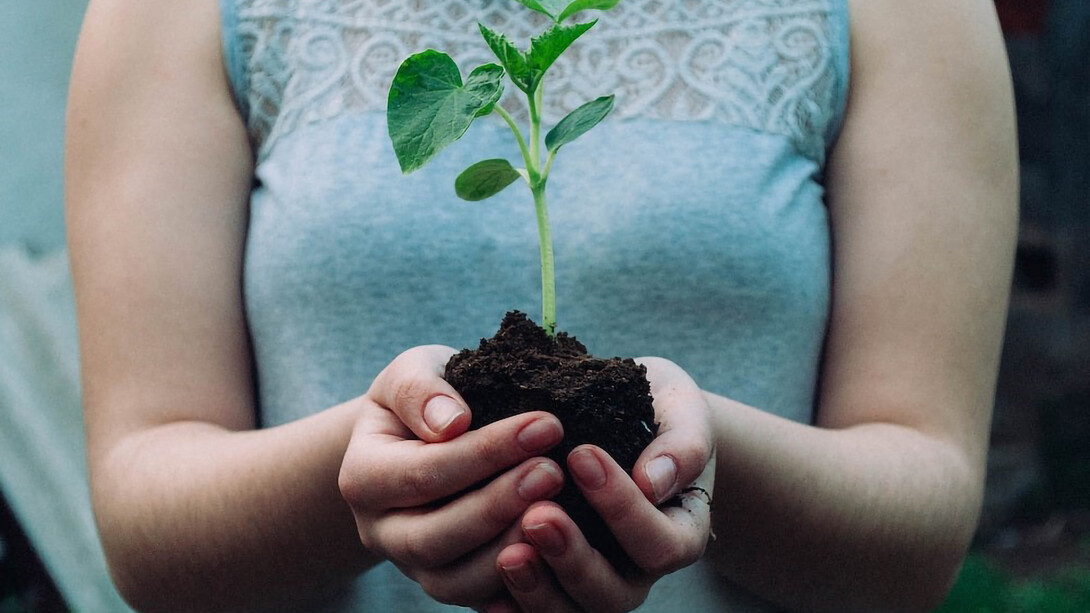 An individual holds a plant root in their hand