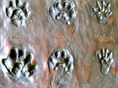 Creatures. Courtesy of Montshire Museum of Science