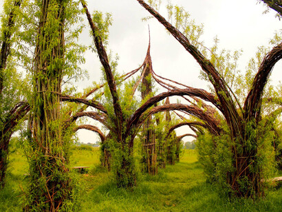 La Quercia della Conoscenza