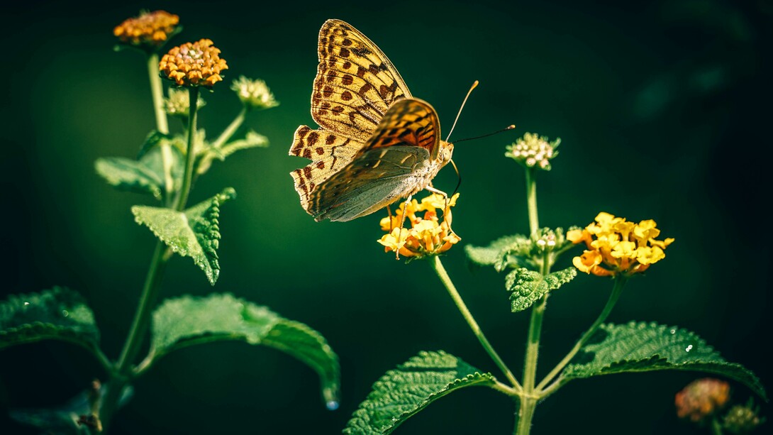 Cultivate, experience and promote Green Culture