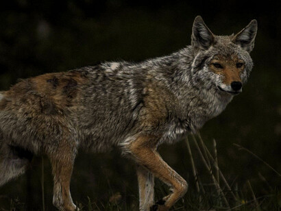 Coyote buscando alimento