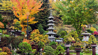 Sei Wa Bonsai 