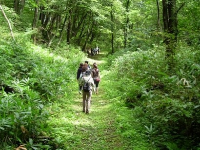 Camminare senza fretta nella foresta