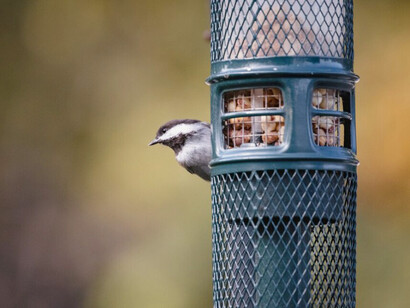 A brown and white bird perched on a black cage, ready to break free