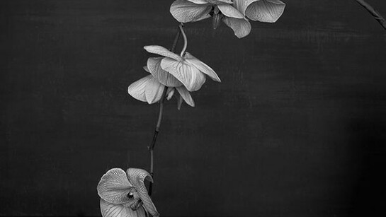 Sarah Jones, Cabinet (XI) (Orchid), 2014,
framed c-type print from black and white negative, unframed: 60 x 48 cm - 23 5/8 x 18 7/8 inches, Copyright the artist. Courtesy Maureen Paley, London