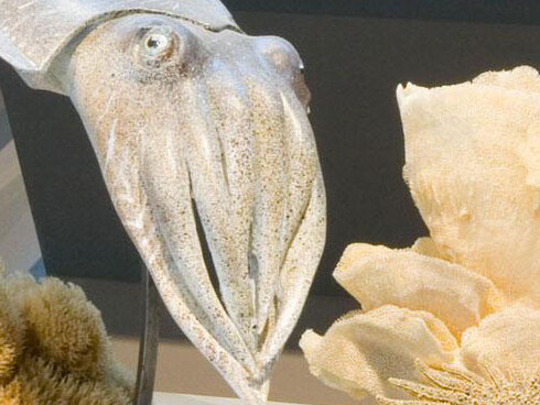 Gallery of Evolution. Courtesy of Royal Belgian Institute of Natural Sciences