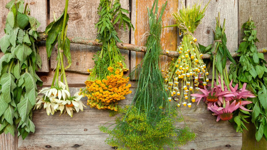 Ramos de plantas medicinales