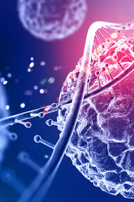 Larger and longer-lived organisms require more cumulative cell replications to build and maintain their tissues