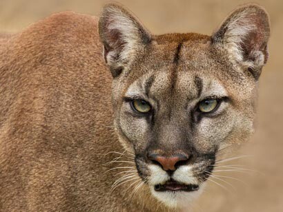 Puma, león de montaña o león americano