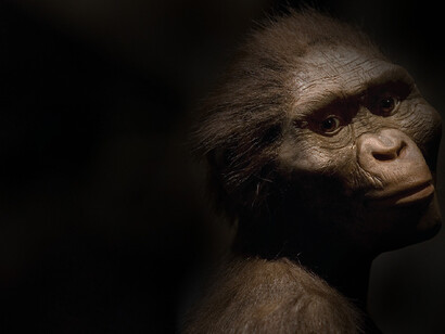 Buffon rejette l'idée que l’homme dérive du singe
