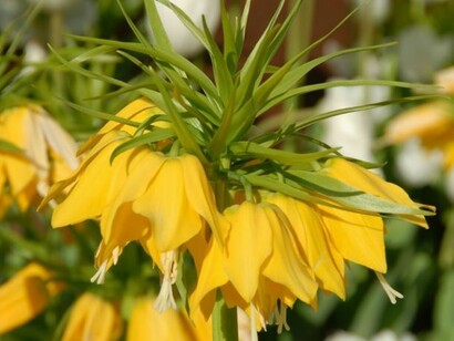 Frillaria imperialis ‘Lutea Maxima’.  
