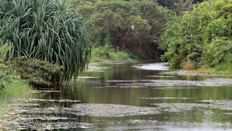 Open water in Diyasaru Wetland attracts cormorants and kingfishers © Gehan de Silva Wijeyeratne