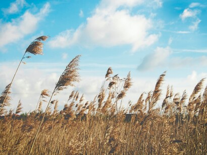 Campo di grano. Perché tu sei brezza e tu sei amica  

