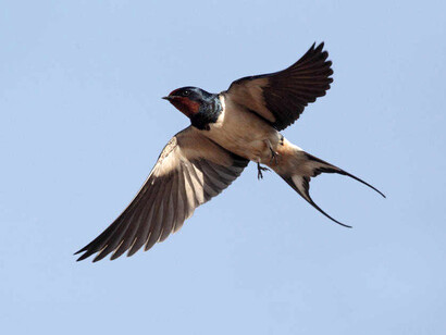 Cada uno de los días despierto con un estallido de cantos que me recuerdan que el día está para vivirlo