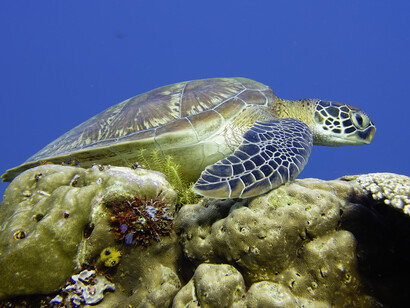 Nell’arcipelago di Komodo non è raro che le guide dichiarino abortita l’immersione a causa della forte corrente