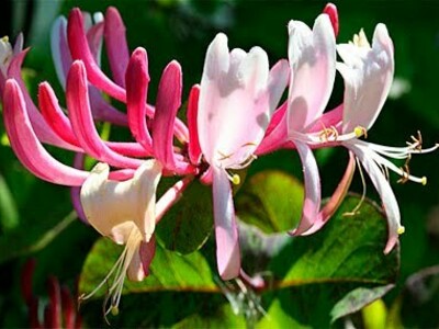 Fiori di Bach