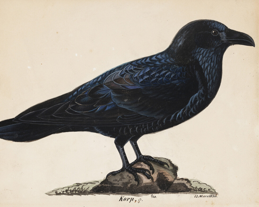 Wilhelm von Wright: Raven, 1835. Finnish National Gallery / Ateneum Art Museum, coll. Aune Lindström. Photo: Finnish National Gallery / Ainur Nasretdin
