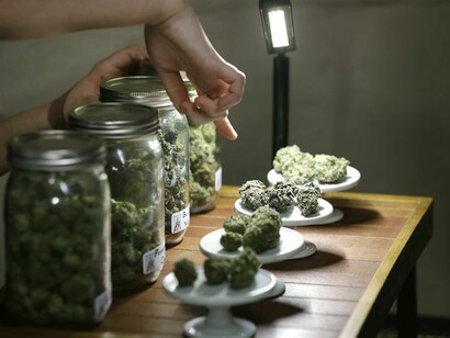 Peso de distintas clases de marihuana para uso medicinal