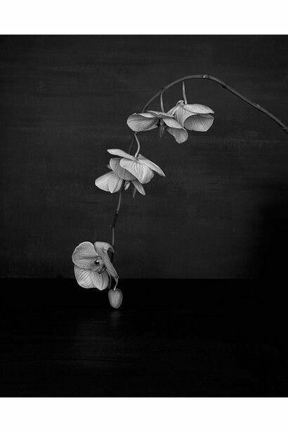 Sarah Jones, Cabinet (XI) (Orchid), 2014, C Print from black and white negative, 23 5/8 x 18 7/8 inches (unframed) (60 x 48 cm). Courtesy Anton Kern Gallery, New York