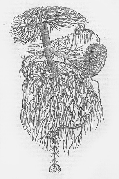 Andrés Vesalio; Lámina del libro «De humani corporis fabrica», 1543
