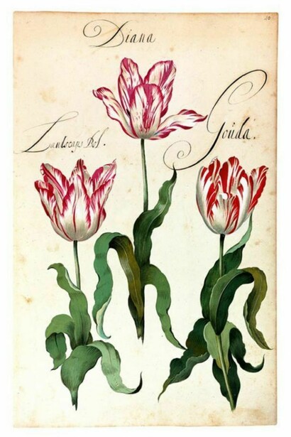 Pagina del Franciscus De Geest, florilegio Hortus Amoenissimus, 