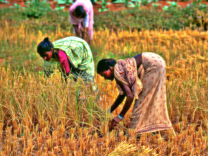 Stato dell’Orissa, India – Donne al lavoro nei campi nella zona delle tribù