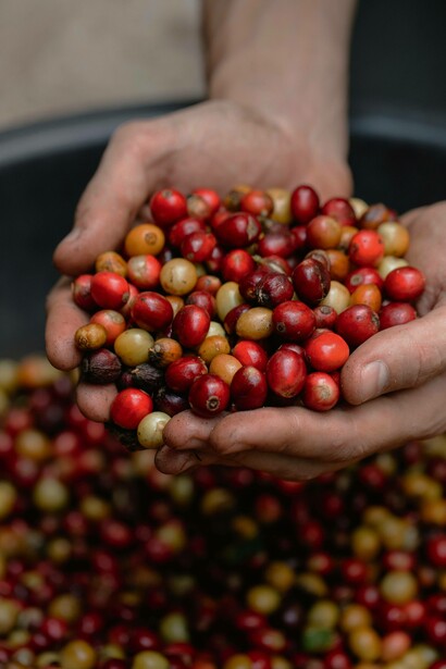 Man holding cherry tomatoes