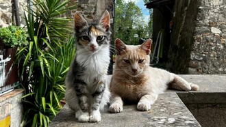 Una suggestiva visuale degli abitanti felini del borgo di Sipicciano, foto di Antonio Arévalo