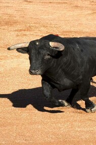 Raging Bull