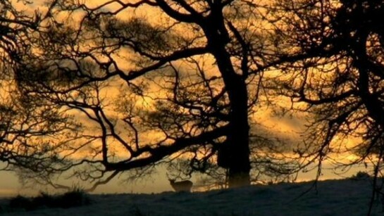 Miriam de Búrca My Home is His Castle, 2011, film (with sound) (16:9 format) Edition of 3
Courtesy the artist and the Alan Cristea Gallery